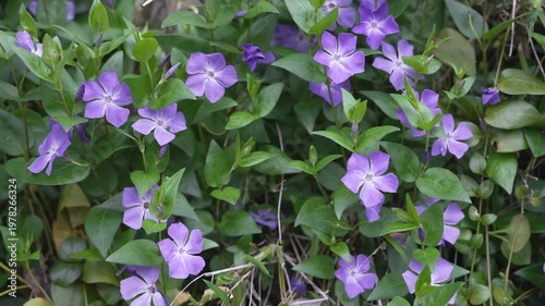 春に咲く花々　美しく風に揺れる