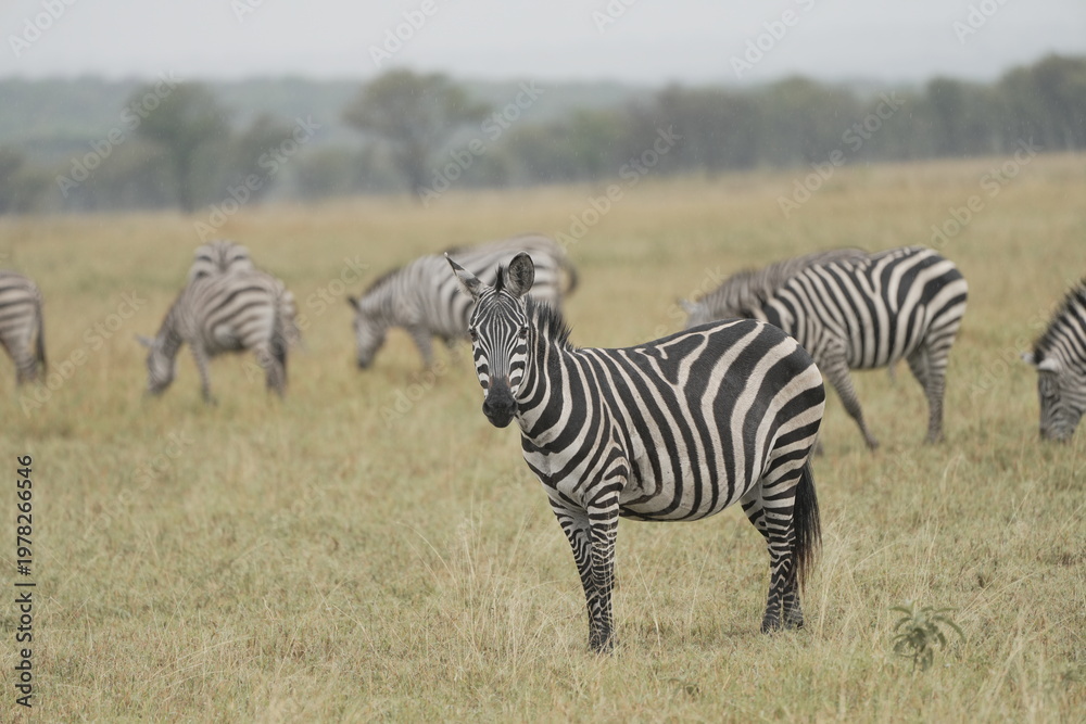 Obraz premium Plains zebra in foreground with herd in background in savannah, Central Serengeti, Tanzania