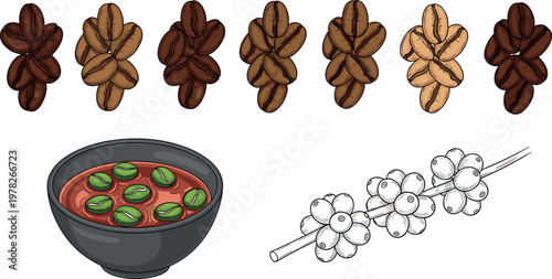 Coffee Bean Collection with Roasted Beans, Green Beans, and a Bowl of Coffee Beans for Beverage, Food, and Agriculture Illustrations