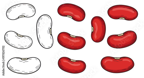 Red and White Kidney Beans Collection, Hand Drawn Vector Illustration