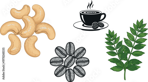Coffee plant and cashew illustration set with beans leaves nuts and cup isolated on white background, organic food vector collection