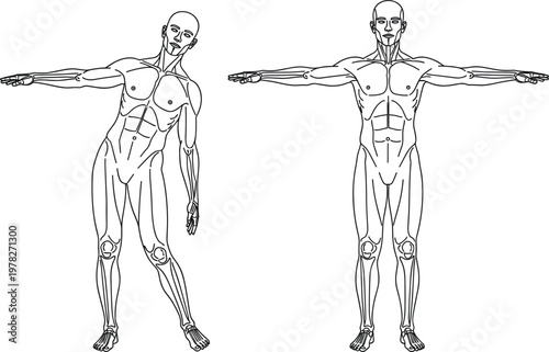 Human anatomy vector illustration showing male muscular system in stretching pose and standing position for medical education fitness training and physical therapy diagram design.