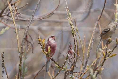 枝にとまるベニマシコ