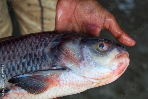 Fotografie catla carp fish hand in nice blur background