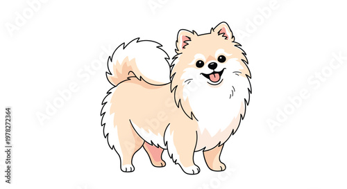 Adorable and fluffy Pomeranian dog standing on a white background with a happy expression and a sticking out tongue, looking very friendly.