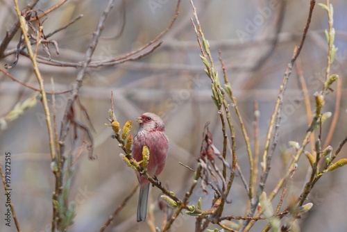 枝にとまるベニマシコ