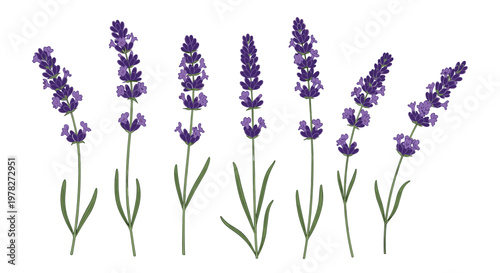 Collection of beautiful purple lavender flower stems with green leaves on a white background, symbolizing peace, relaxation, and nature.