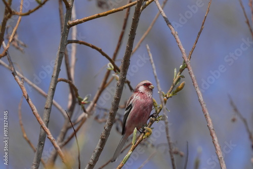 枝にとまるベニマシコ