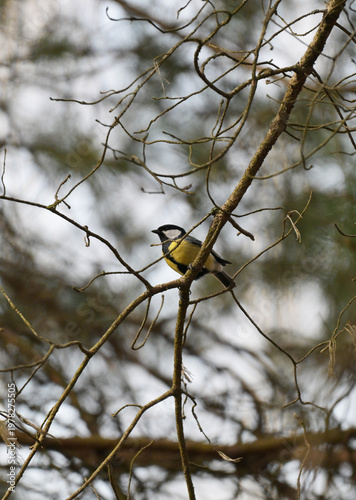 sikorka bogatka (Parus major) siedząca wysoko na gałęzi drzewa w lesie, wczesną wiosną