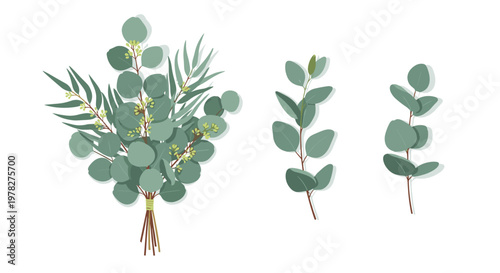 Elegant botanical illustrations of eucalyptus leaves and branches are shown in individual stems and a tied bouquet for natural designs.