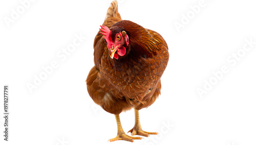 A close-up of a brown hen standing confidently with a red comb and wattle isolated on transparent background