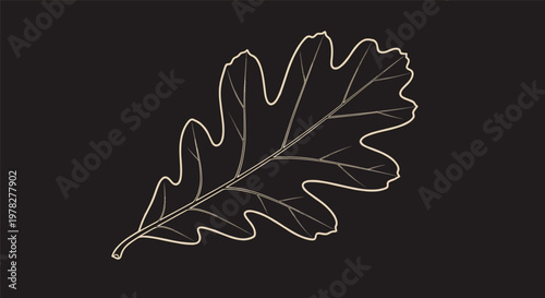 Detailed light beige line art illustration of a single oak leaf with prominent veins isolated on a solid dark black background.