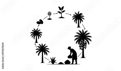 Circular diagram of date palm growth stages with farmer harvesting dates silhouette vector