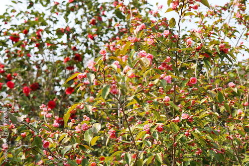 Photos ピンク色の小さいツバキの花