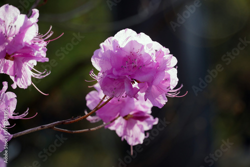 Bild auf Leinwand Pink azalea flowers, soft pink flower leaves and surgery play an important role