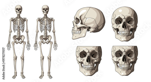 Anatomical study of a human skeleton and various views of a skull including frontal and lateral and interior perspectives in detailed art.