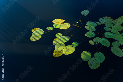 Green Water Lilies Floating On Dark Water In Morning Sunlight Rays Top View