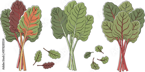 Swiss chard leaves vector illustration set with colorful stems, fresh leafy vegetable collection isolated on white background botanical design