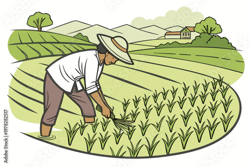Rice Paddy Farming Asian Agriculture Farmer Vector Illustration
