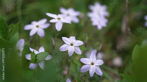 春に咲く花々　美しく風に揺れる
