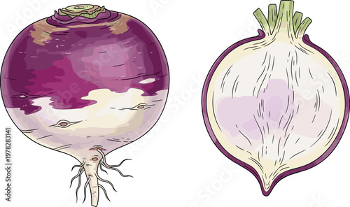 Turnip vector illustration featuring whole purple root vegetable and cross section isolated fresh organic food design element