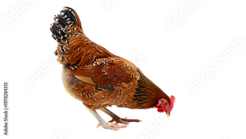 A close-up view of a vibrant brown and black rooster with a red comb and wattles isolated on transparent background