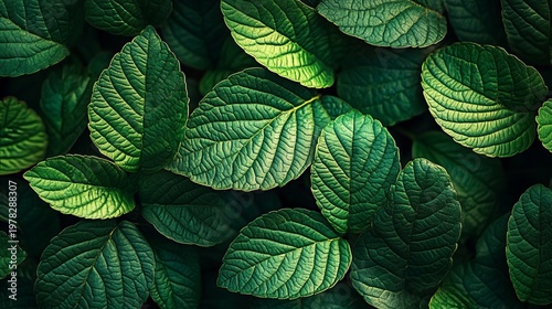 Lush Green Foliage with a Variety of Fresh Leaves and Rich Textures Against a Natural Backdrop