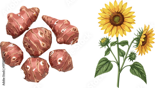 Jerusalem artichoke tubers and sunflower plant illustration set, botanical food and agriculture vector isolated on white background