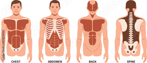 Torso anatomy is highlighted in this series of diagrams showing the chest, abdomen, back, and spine to provide a clear understanding of human muscular and structural body regions for clinicians.