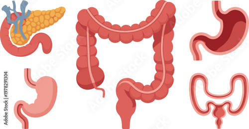 Digestive organs including the stomach, intestines, and pancreas are displayed in this collection of medical illustrations designed for educational use in biology textbooks or clinical reference.
