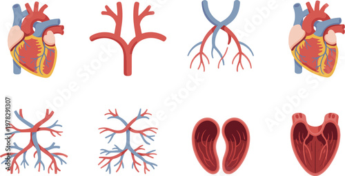 Hearts and cardiovascular vessels are shown in this array of medical illustrations depicting the complex structure and internal anatomy of the human circulatory system.