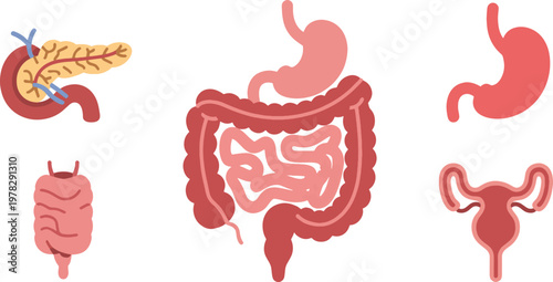 Stomachs and digestive tracts are presented in this comprehensive set of biological illustrations detailing the internal organs of the human torso.
