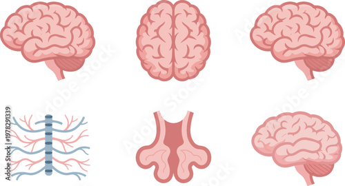 Brains and spinal columns appear in this set of detailed medical illustrations showcasing the primary components of the human body and skeletal system.