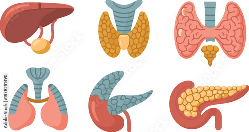 Human organs are depicted in a set of colorful medical illustrations showing the anatomy of internal systems for educational and scientific purposes.