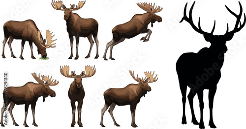 Moose animal collection with different poses and silhouette, realistic wildlife mammal vector illustration set isolated background