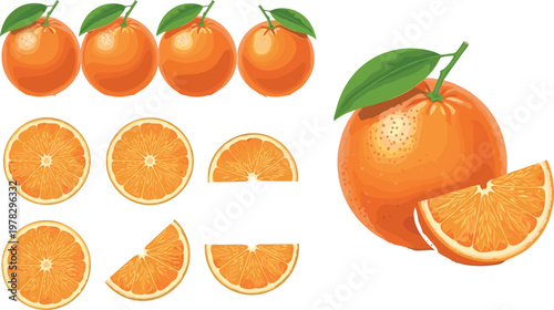 Orange fruit vector set featuring whole oranges, slices and segments with leaves isolated fresh citrus food illustration collection
