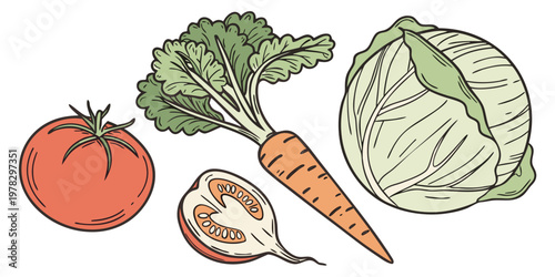 Fresh vegetable collection including a tomato sliced tomato carrot cabbage in a hand-drawn illustration style with vegetables nutrition ingredients vegetarian illustration isolated