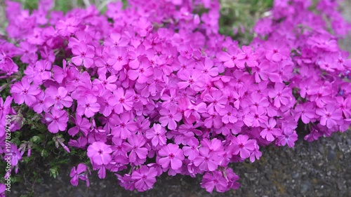 春に咲く花々　美しく風に揺れる