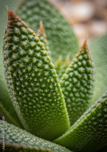 Close-Up Detail of Unique Succulent Plant with Textured Leaves