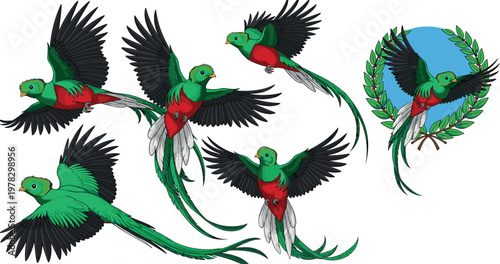 Quetzal bird vector set featuring flying green and red tropical birds with long tail feathers wildlife illustration collection