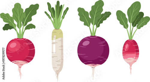 Radish vegetable vector set featuring red, white and purple root vegetables with green leaves isolated healthy food illustration collection
