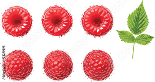 Raspberry fruit collection with whole berries and top views, fresh organic red berry vector illustration set isolated background