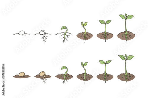 Illustration of seed germination and early plant growth stages in two variations