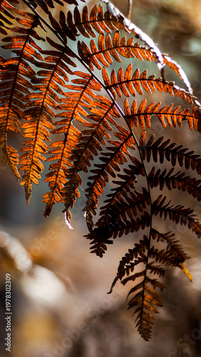 Automne dans la forêt des Landes de Gascogne