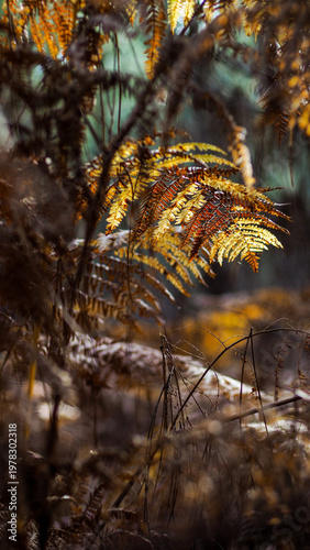 Automne dans la forêt des Landes de Gascogne