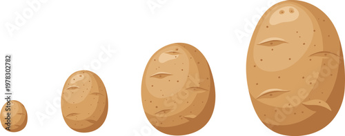 Set of potato sizes from small to large, realistic brown vegetable collection isolated on white background, organic food vector illustration