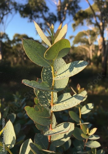 Close-up of Dewy Eucalyptus Leaves in Natural Light Setting