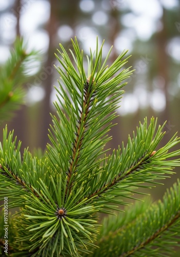 Close-Up of Fresh Green Pine Needle on Branch in Natural Setting