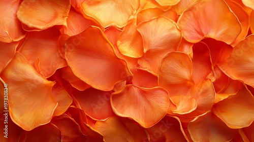 Vibrant Orange Petals in Full Bloom, Creating a Stunning Floral Pattern for Background Designs