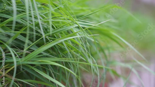 春の訪れ　春風に揺れる草